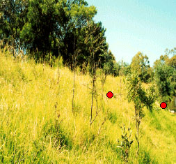 Examples of regeneration of indigenous woody vegetation for category Present
